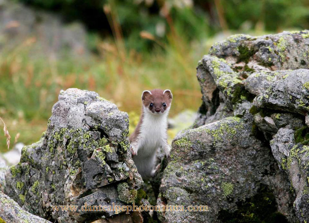 Ermellino curioso (Dante Alpe, Parco Orsiera-Rocciavrè)